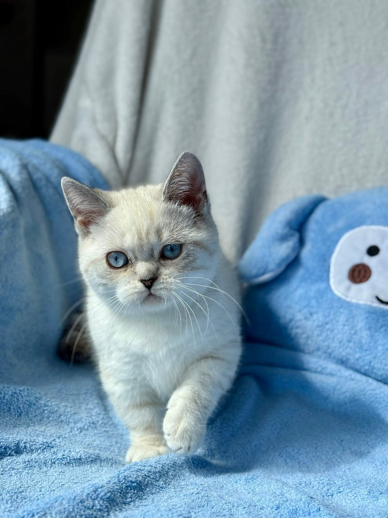 Naytiri Munchkin female black silver tabby pointed - live animals