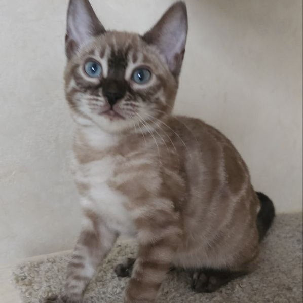 Nutela Bengal female, black pointed spotted tabby