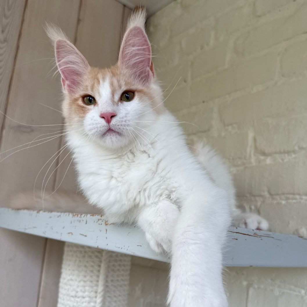 Nicole Maine Coon female, cream silver spotted tabby bicolour