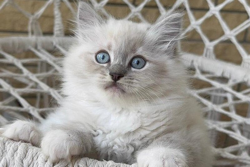 Even Siberian male, blue pointed bicolour