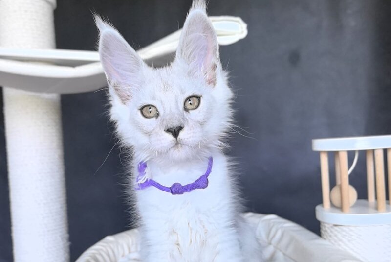 Ustin Maine Coon male, black silver tabby