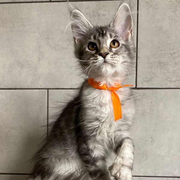 Ulksa Maine Coon polydactyl 6x6x6x6 female, black silver tabby