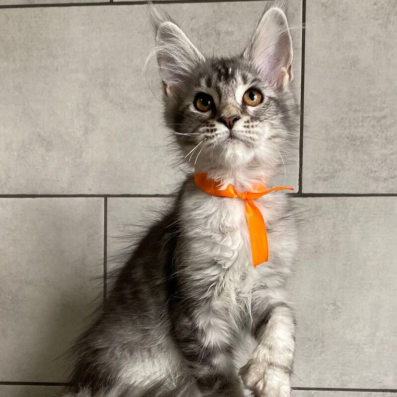 Ulksa Maine Coon polydactyl 6x6x6x6 female, black silver tabby