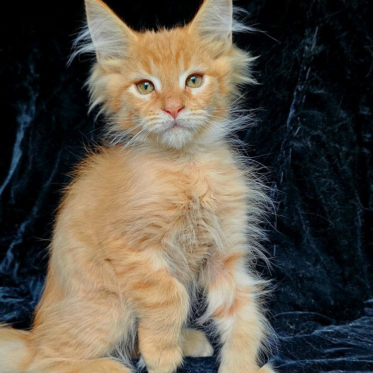 Mango Maine Coon male, red