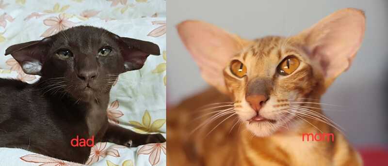 Х-Guy Oriental Shorthair male, chocolate tabby