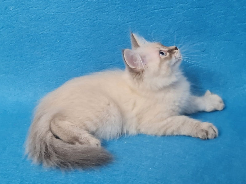 Angel Siberian male blue tabby pointed - live animals