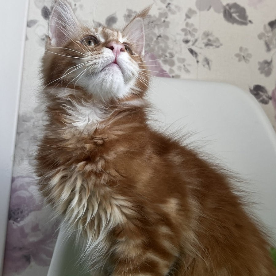 Saimon Maine Coon male, red tabby