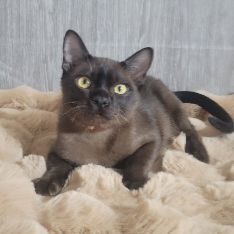 Odysseus Burmese male, black