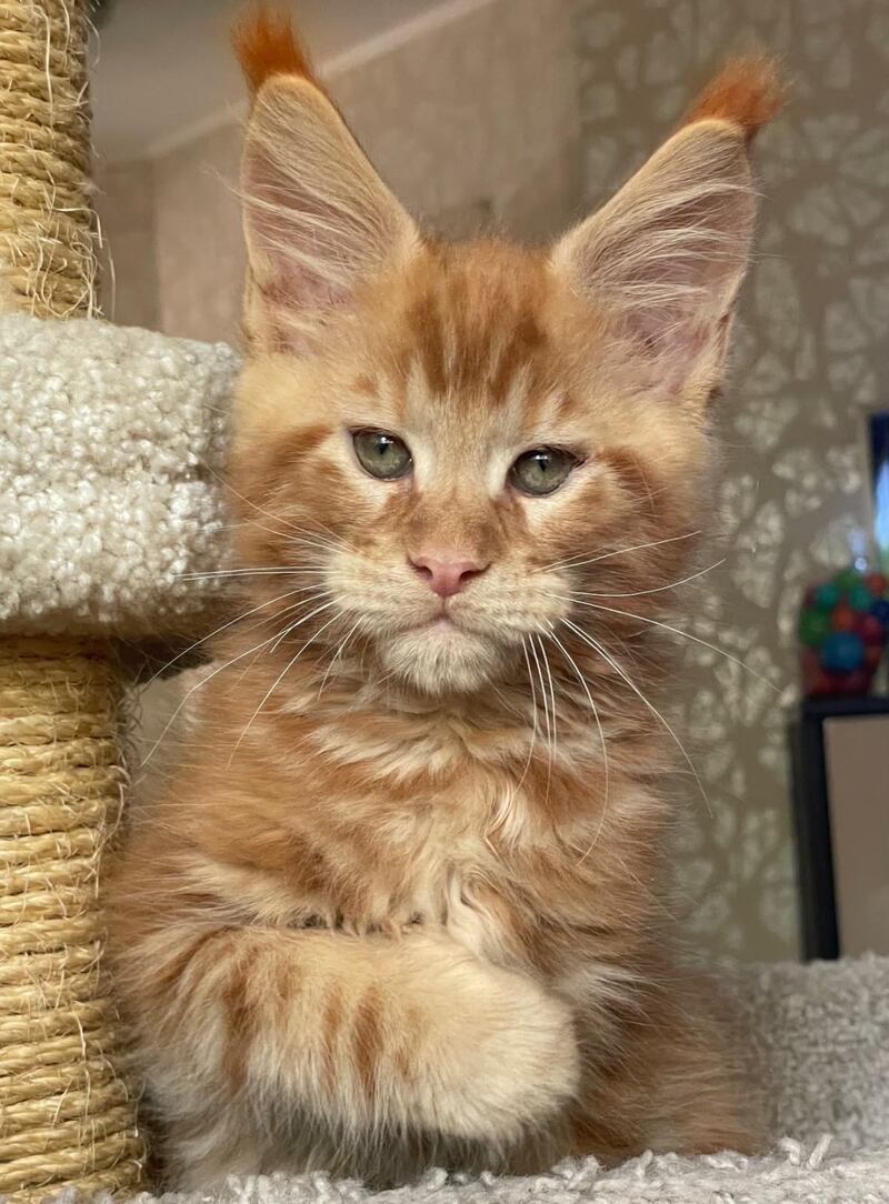 Nord Maine Coon male, red
