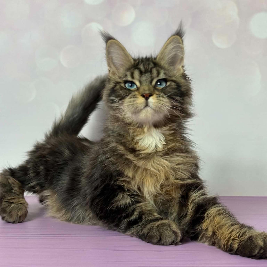 Barby Maine Coon female, black silver tabby with white