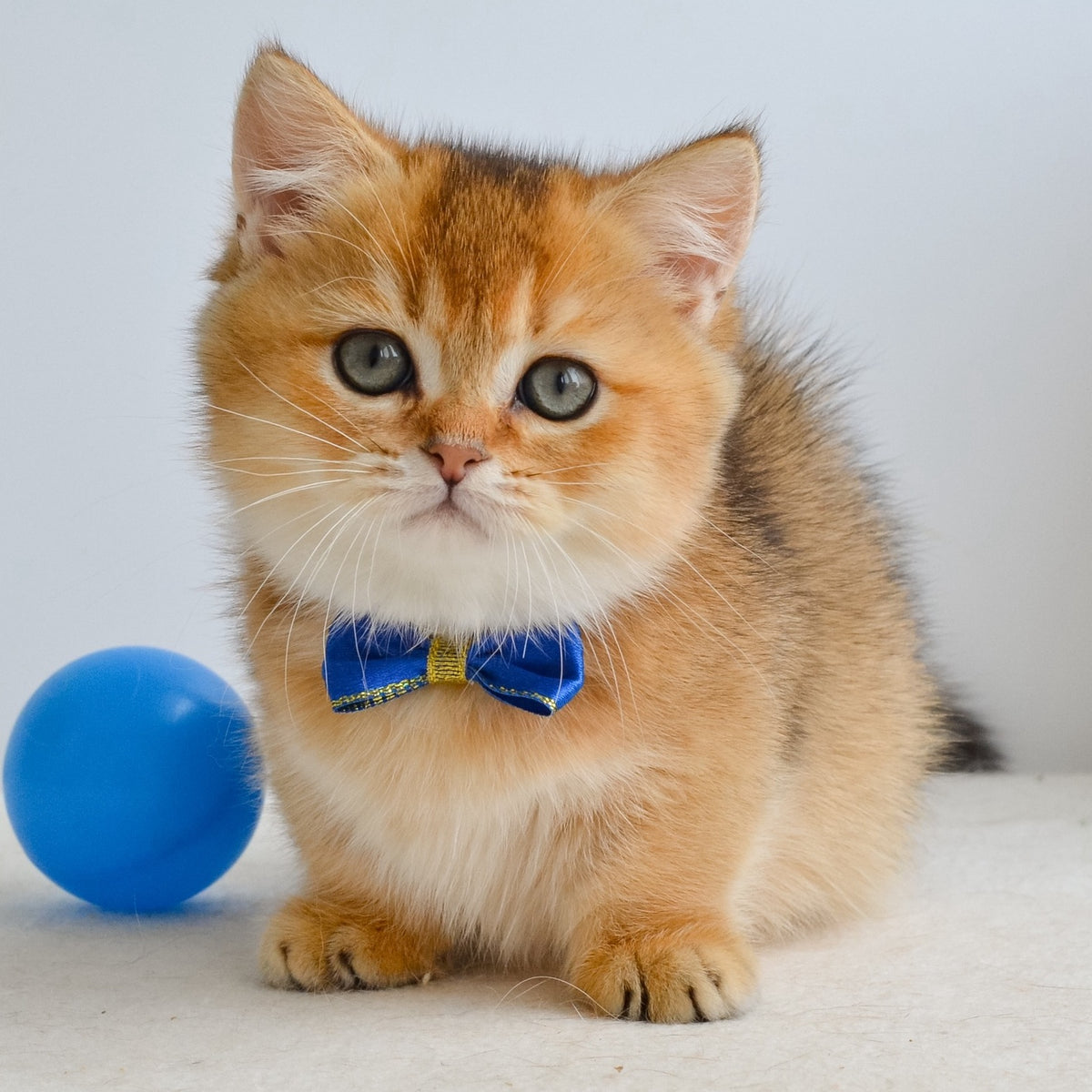 Ivar Munchkin male, black golden ticked tabby