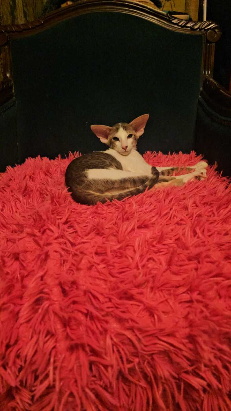 Romeo Oriental Shorthair male blue bicolour spotted tabby - live animals