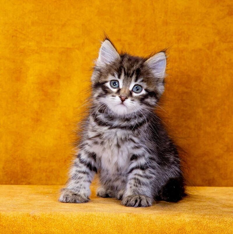 Germes Siberian male, black spotted tabby