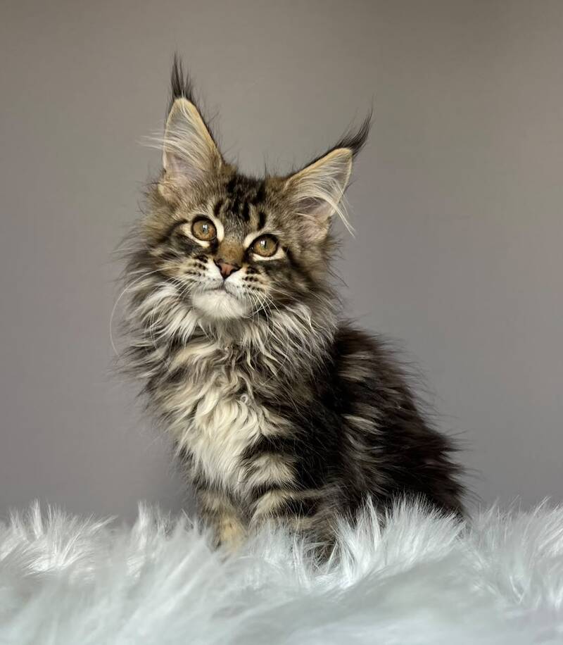 Fil Maine Coon male, black tabby