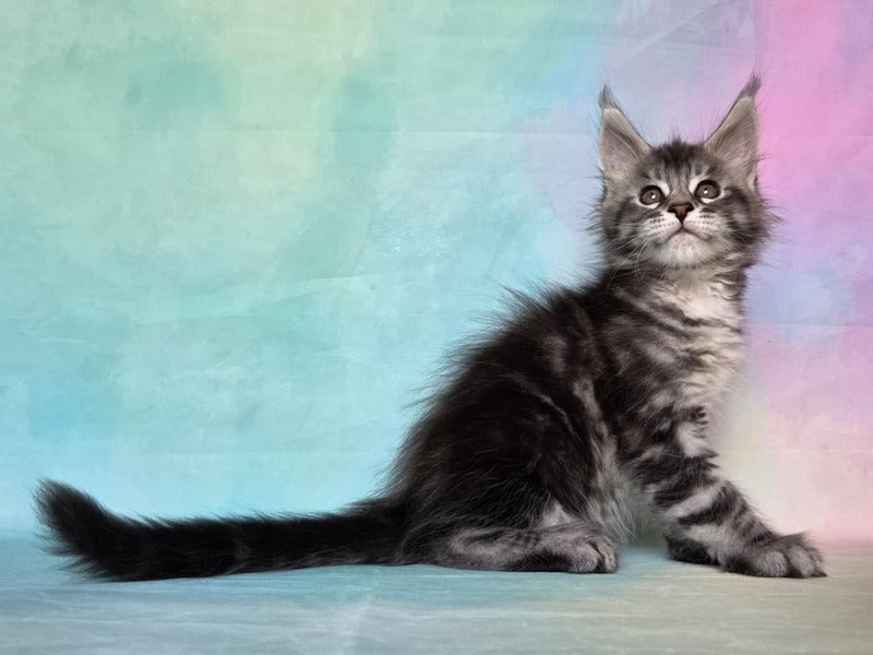 Quail Maine Coon male, black silver tabby