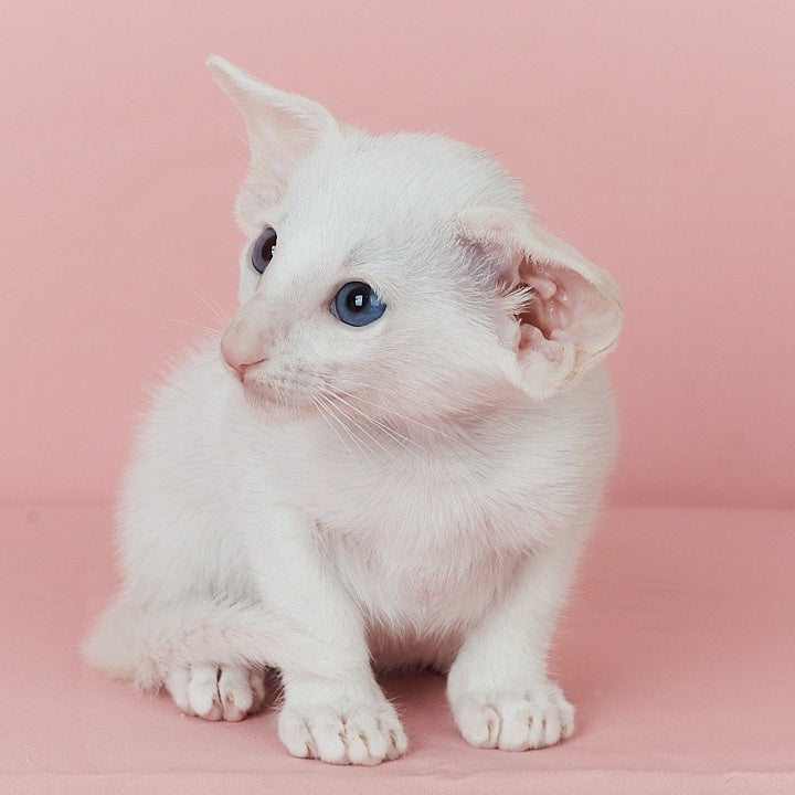 Wookie-Woo Oriental Shorthair male, white