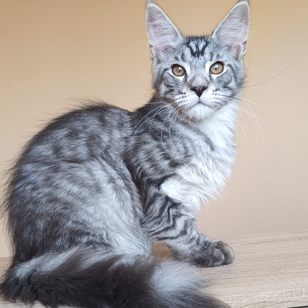 Django Maine Coon male, black silver tabby
