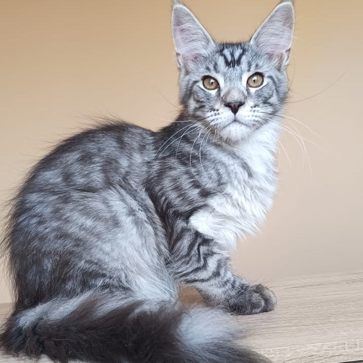 Django Maine Coon male, black silver tabby