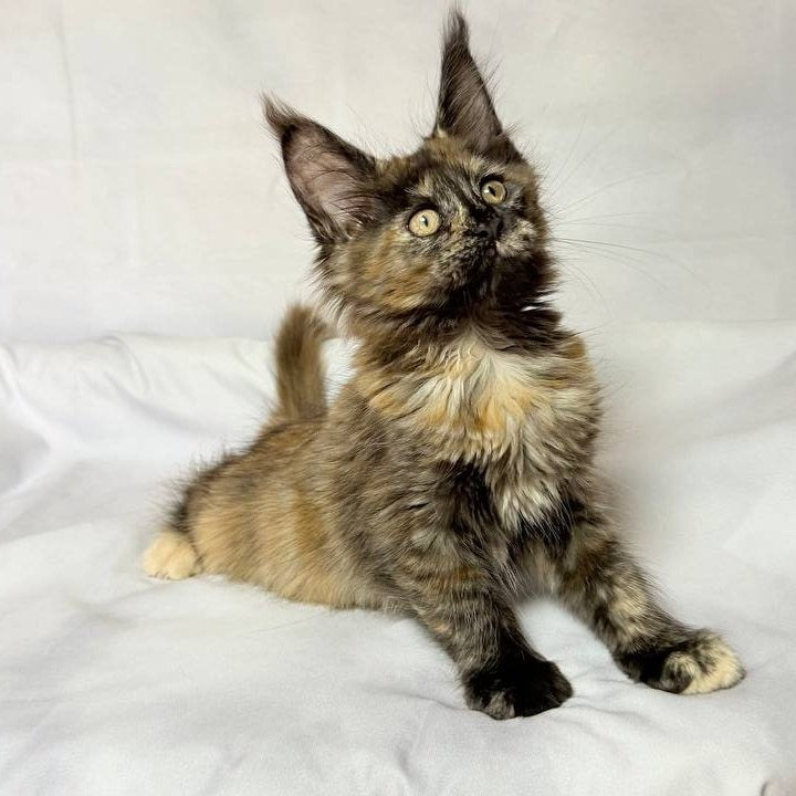 Lionella Maine Coon female, black tortie