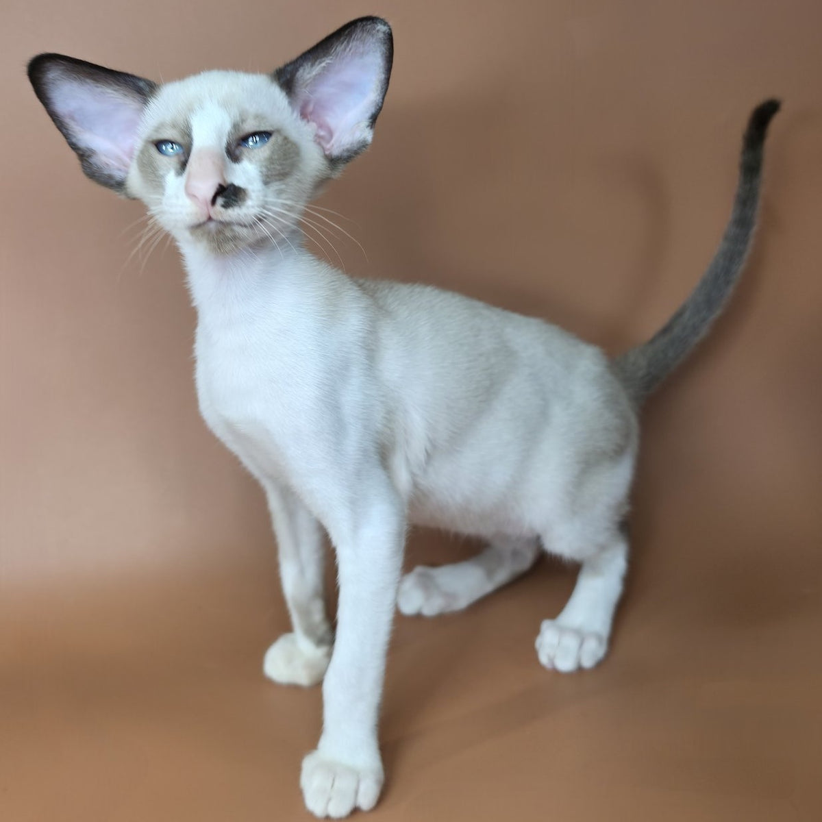 Ivory Siamese female, black bicolour