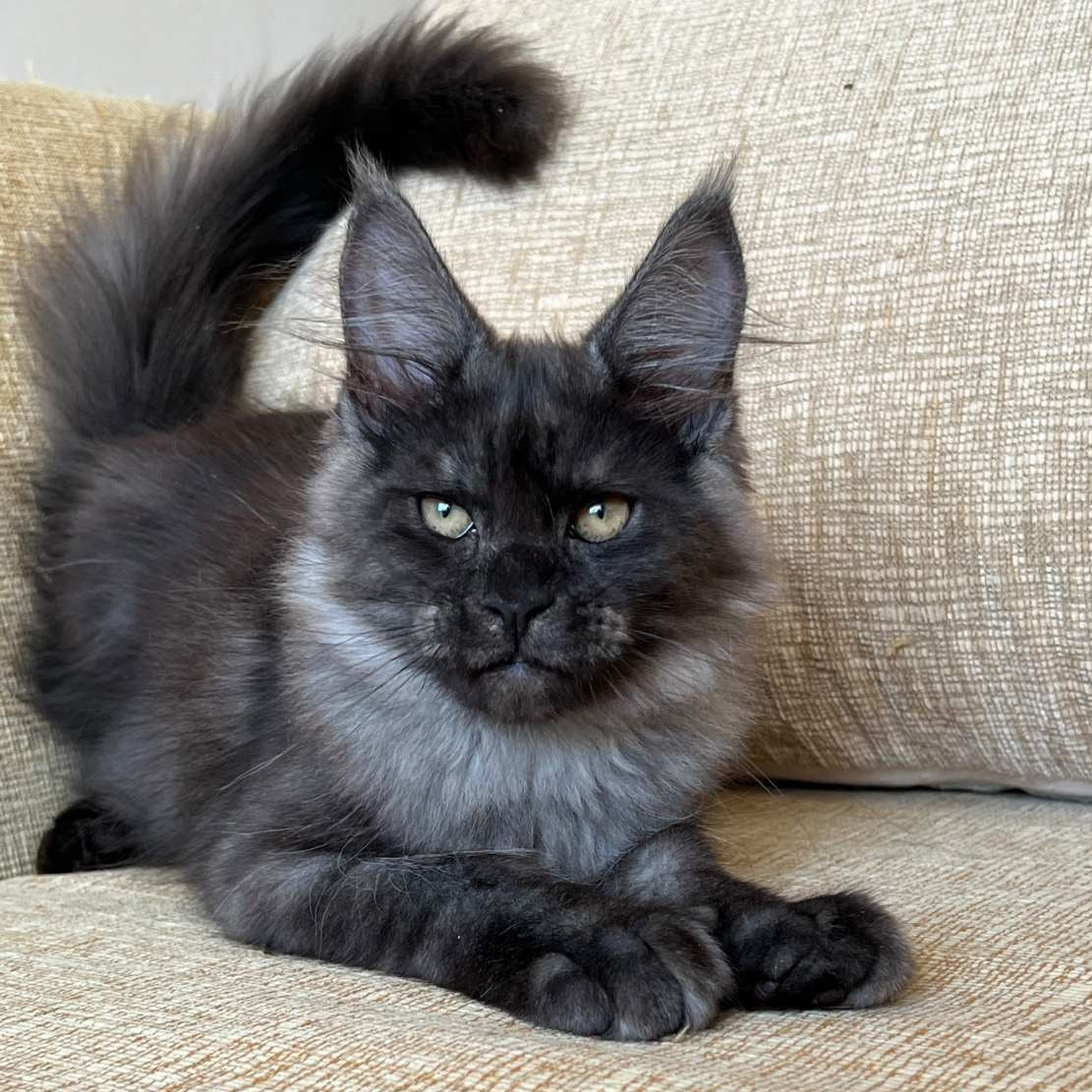Atlantic Maine Coon female, black silver