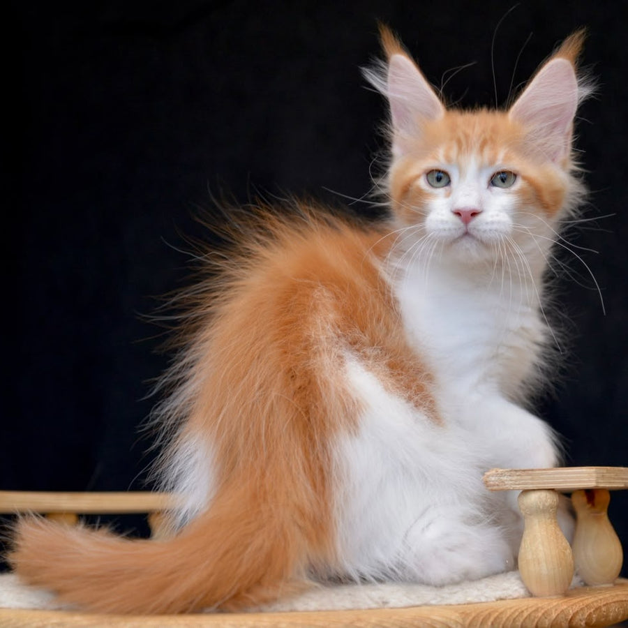 Zephyr Maine Coon male, red bicolour tabby
