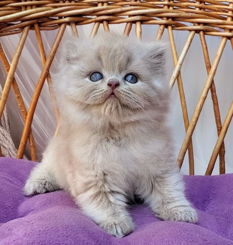 Wilda British Longhair female, blue golden ticked tabby