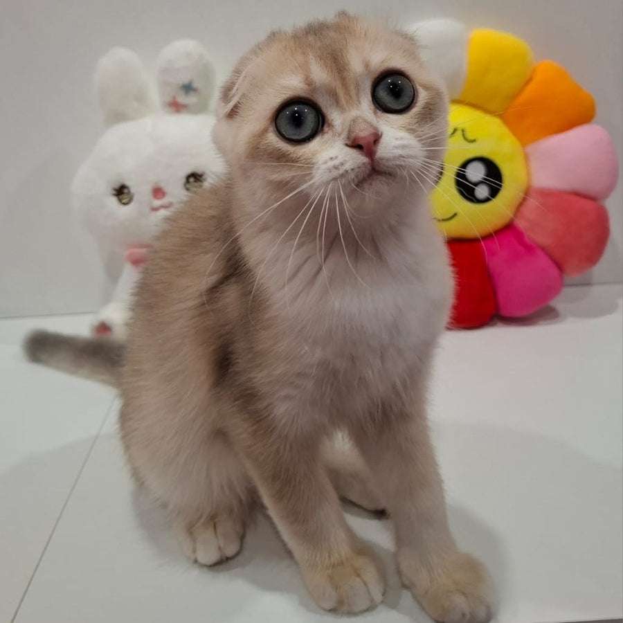 Xavier Scottish Fold male, blue golden chinchilla