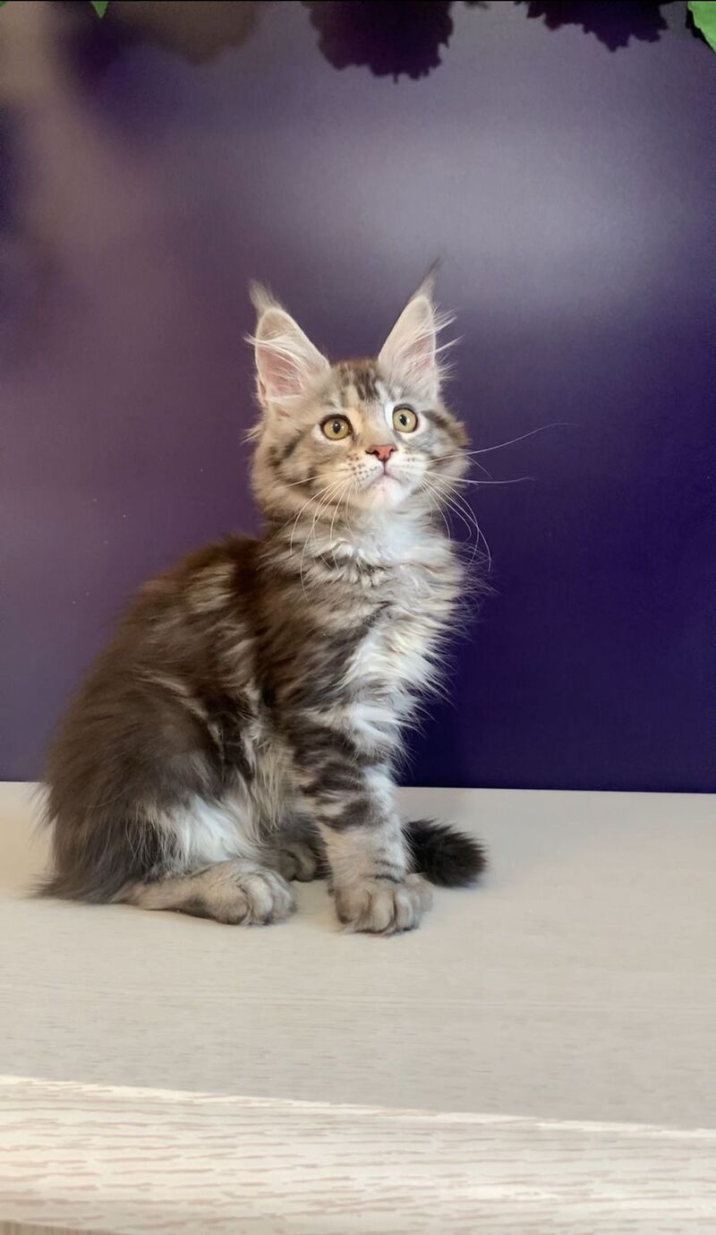 Oregona Maine Coon polydactyl female, black silver tabby