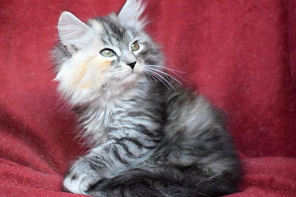 Kаlina Siberian female black tortie silver spotted tabby - live animals