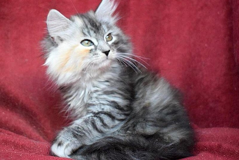 Kаlina Siberian female black tortie silver spotted tabby - live animals