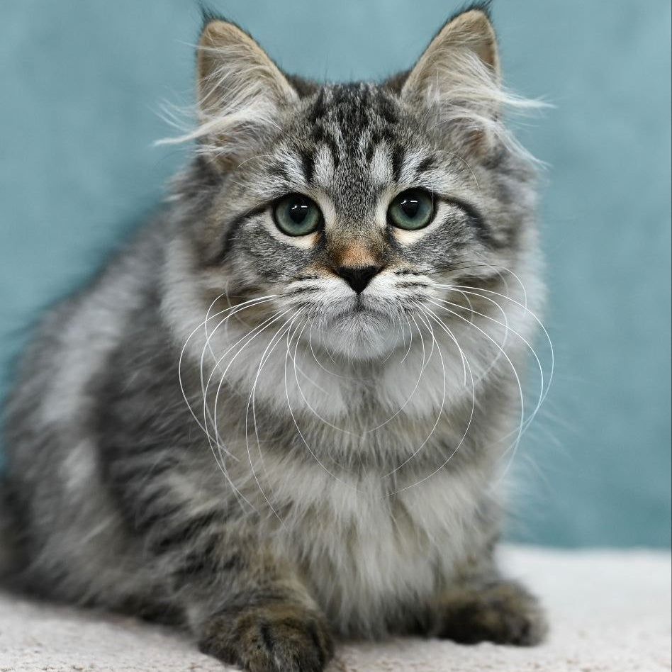 Jersi Siberian female, black spotted tabby