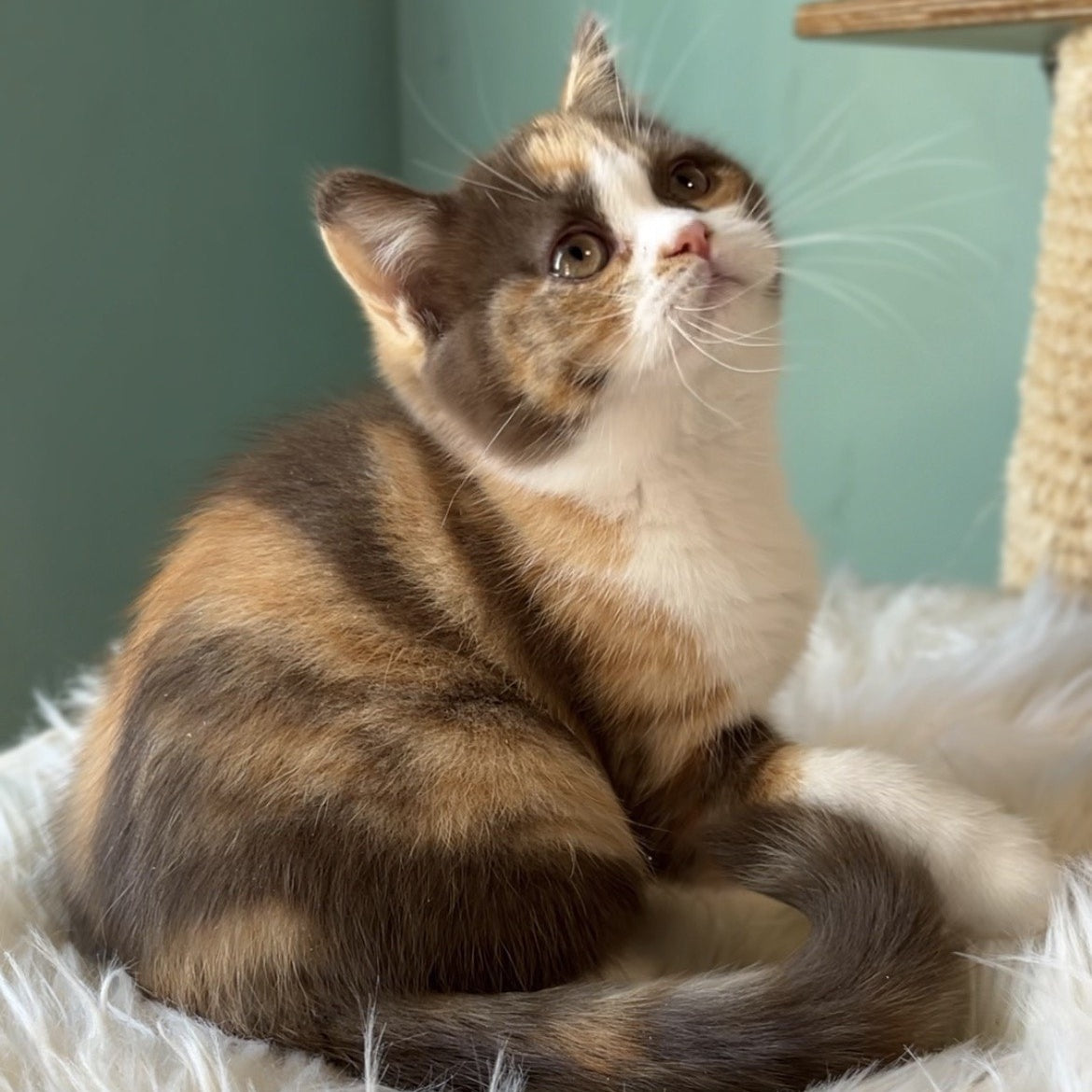 Enigma British Shorthair female, chocolate tortie bicolour