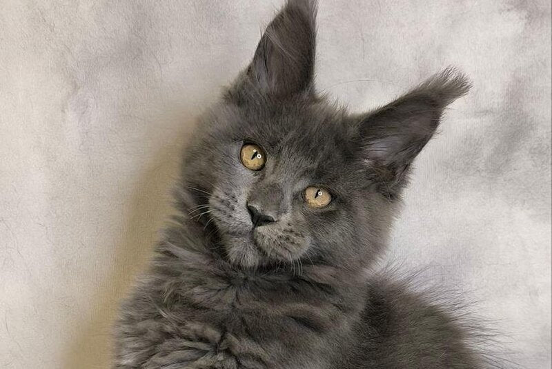 Sheila Maine Coon female, blue silver