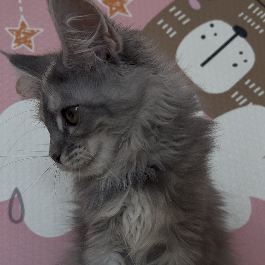 Tiffany Maine Coon female, black tortie silver