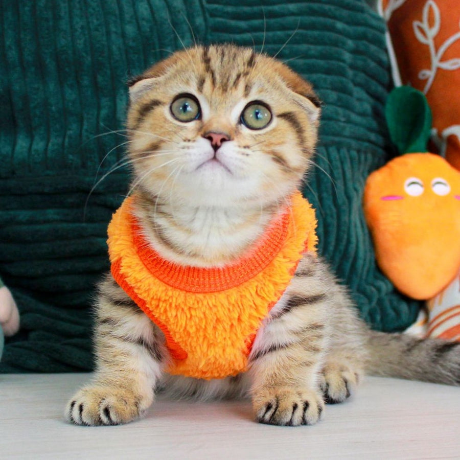 Marcus Munchkin male, chocolate golden spotted tabby