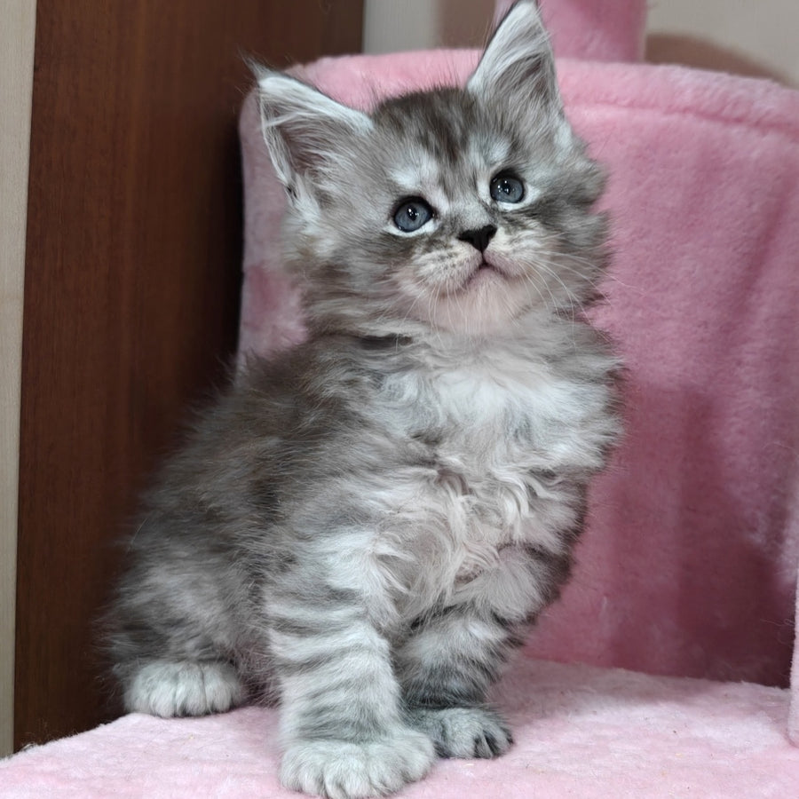 Brendan Maine Coon polydactyl 6x6x6x6 male, black silver spotted tabby