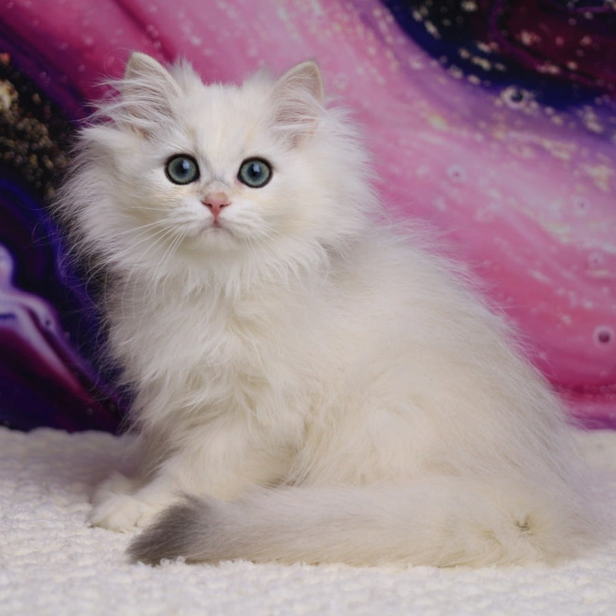 York British Longhair male, black silver chinchilla