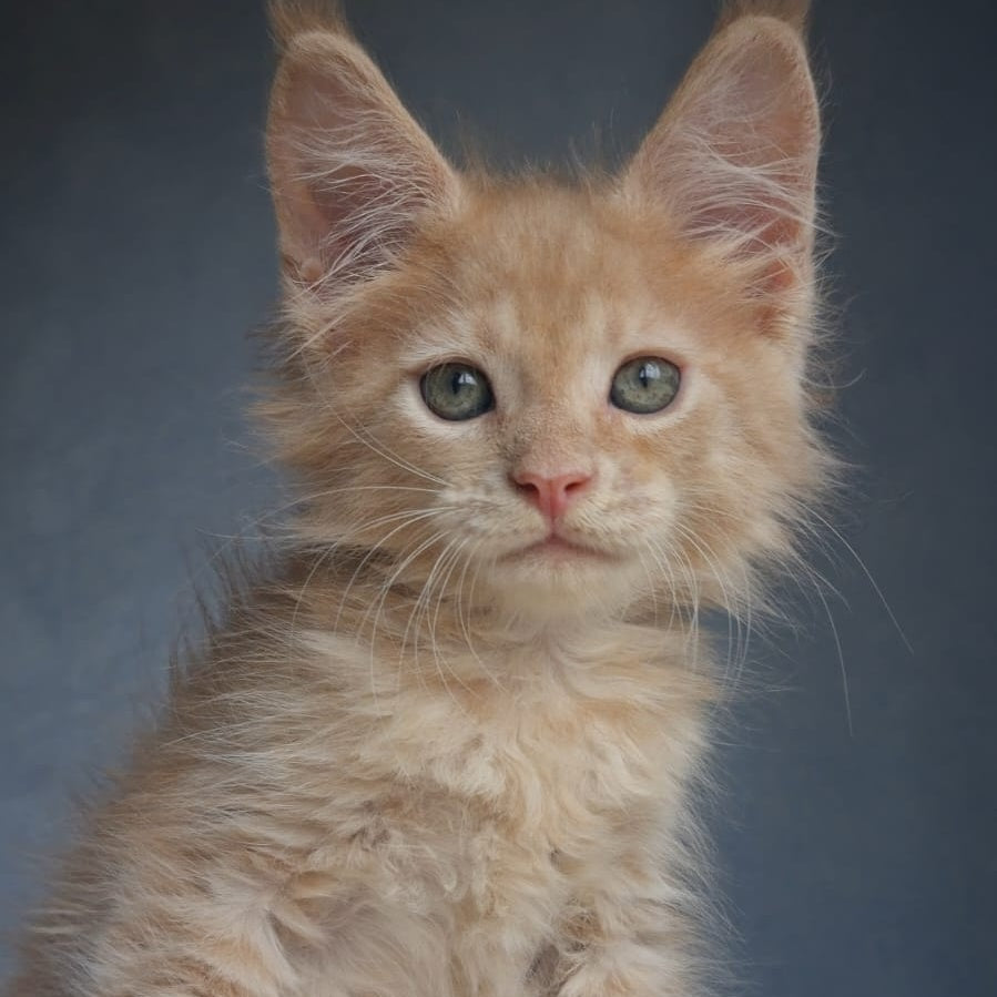 Paul Maine Coon male, cream