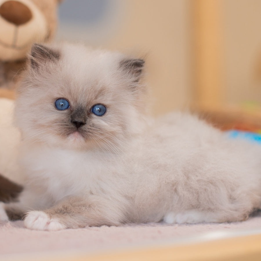 Yeti Ragdoll male, blue mitted