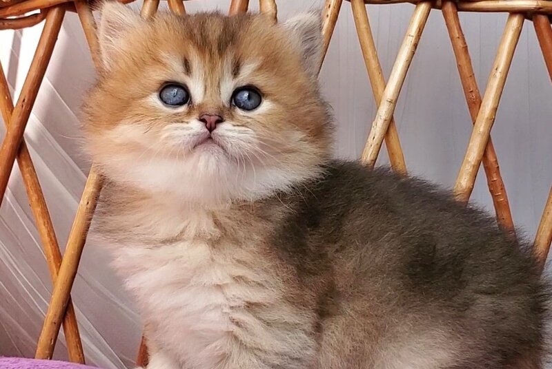 Zeus British Longhair male black golden ticked tabby - live animals