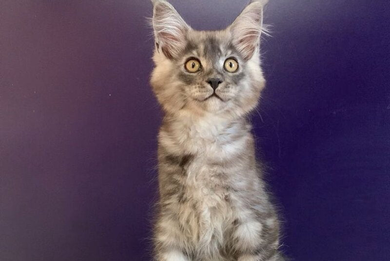 Nigel Maine Coon male, black silver