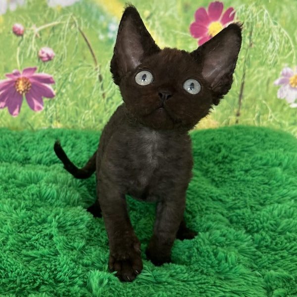 Inky Devon Rex male, black