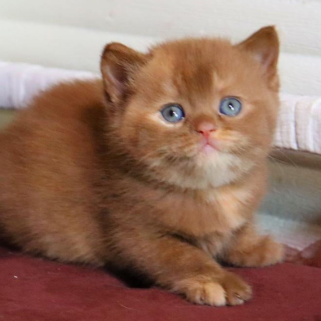 Rebecca British Shorthair female, cinnamon tortie