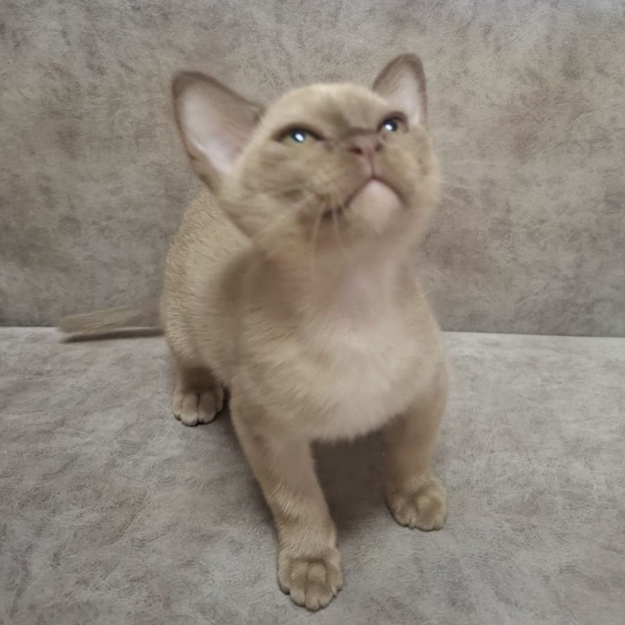 Hammer Burmese male, chocolate