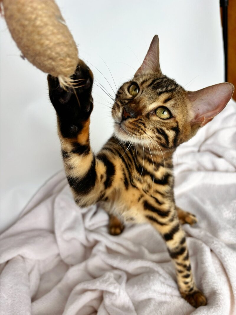 Lola Bengal female black spotted tabby - live animals