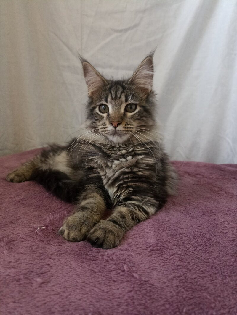 Yara Maine Coon female, black silver tabby