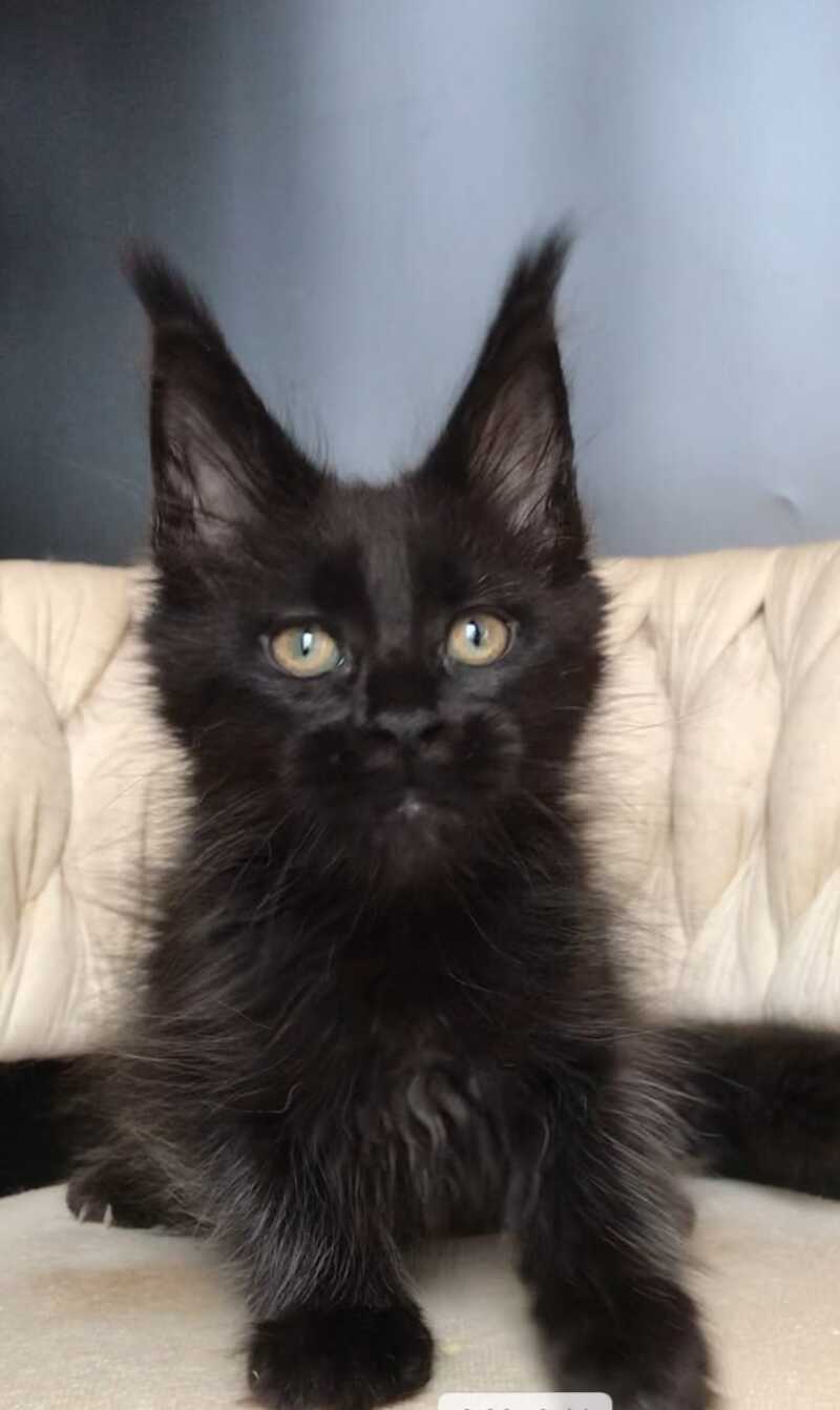 Vlastelina Maine Coon female black - live animals