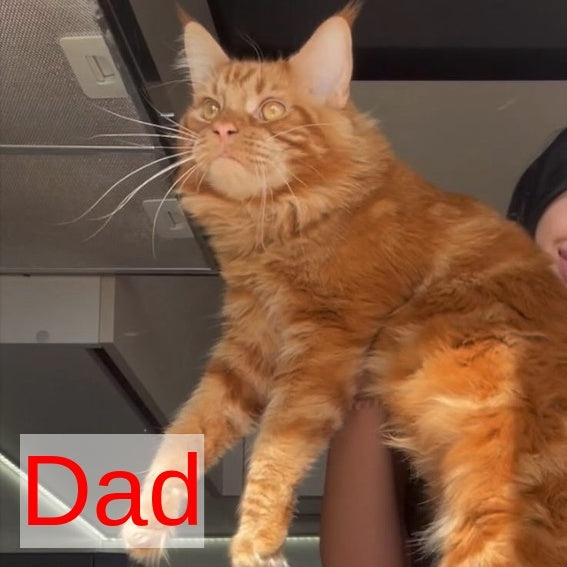 Saimon Maine Coon male, red tabby