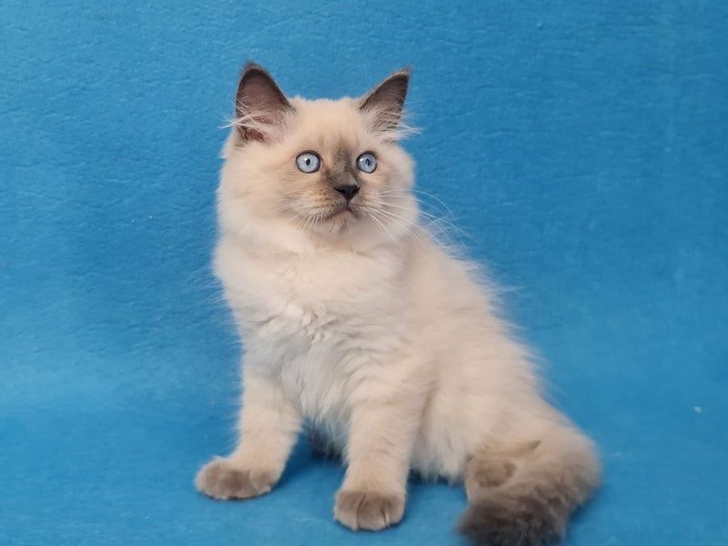 Archie Siberian male black pointed - live animals